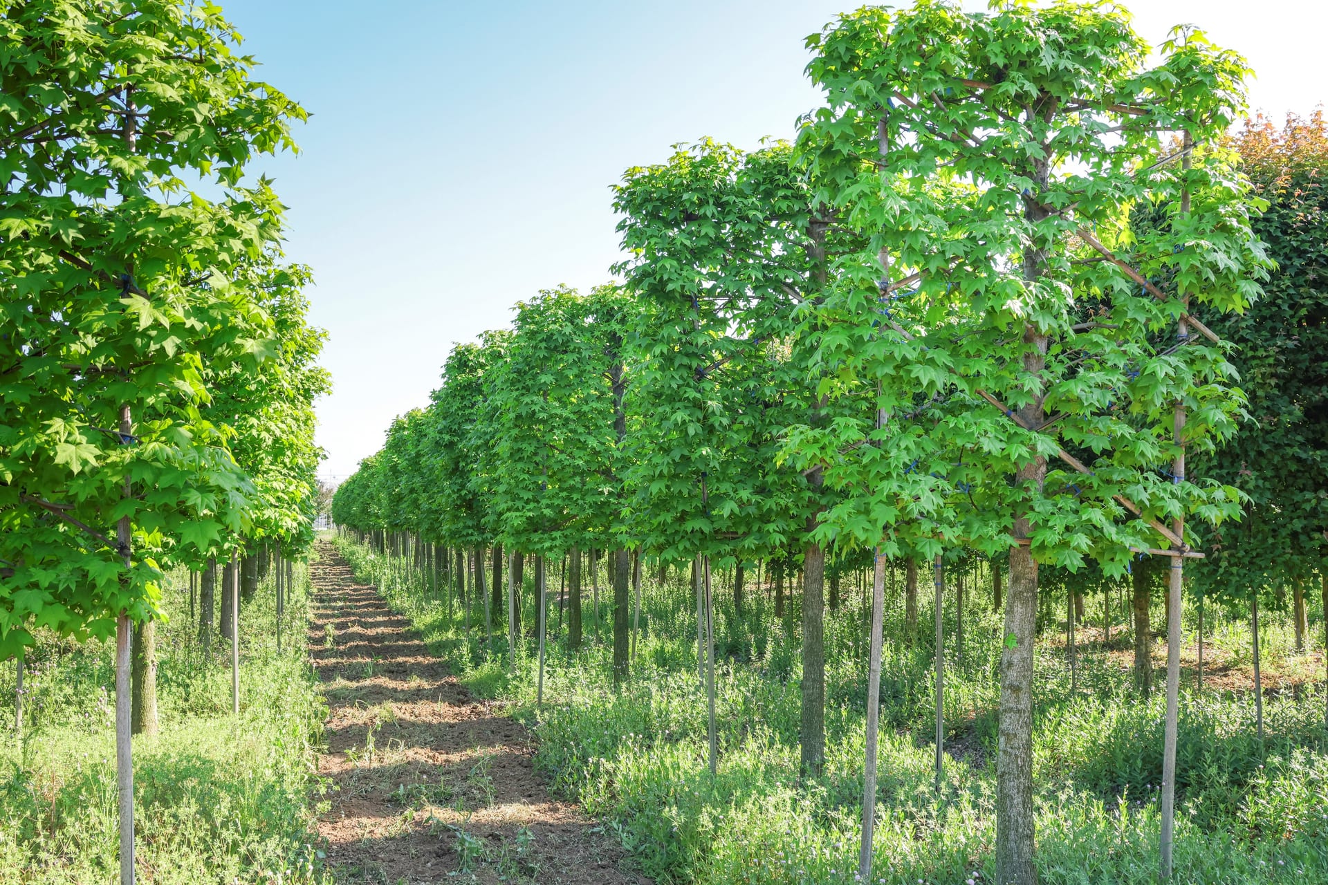 Liquidambar styraciflua (北美枫香)