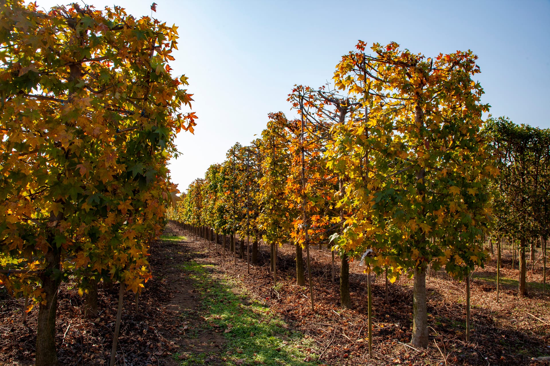 Liquidambar styraciflua 1