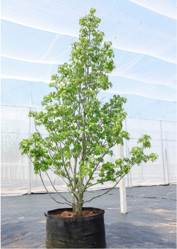 Liquidambar styraciflua 2