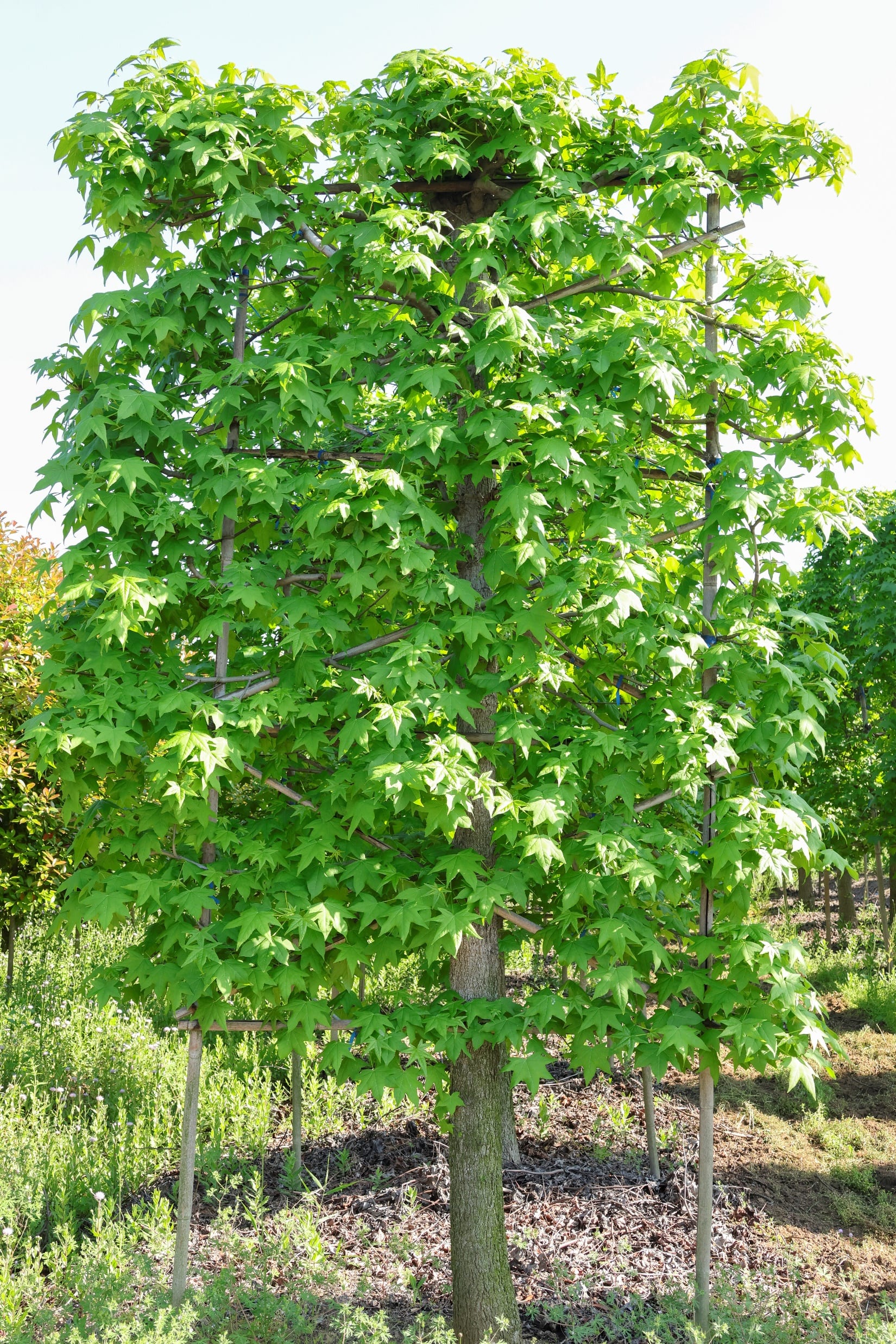Liquidambar styraciflua 3
