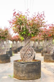 Malus 'American' 1