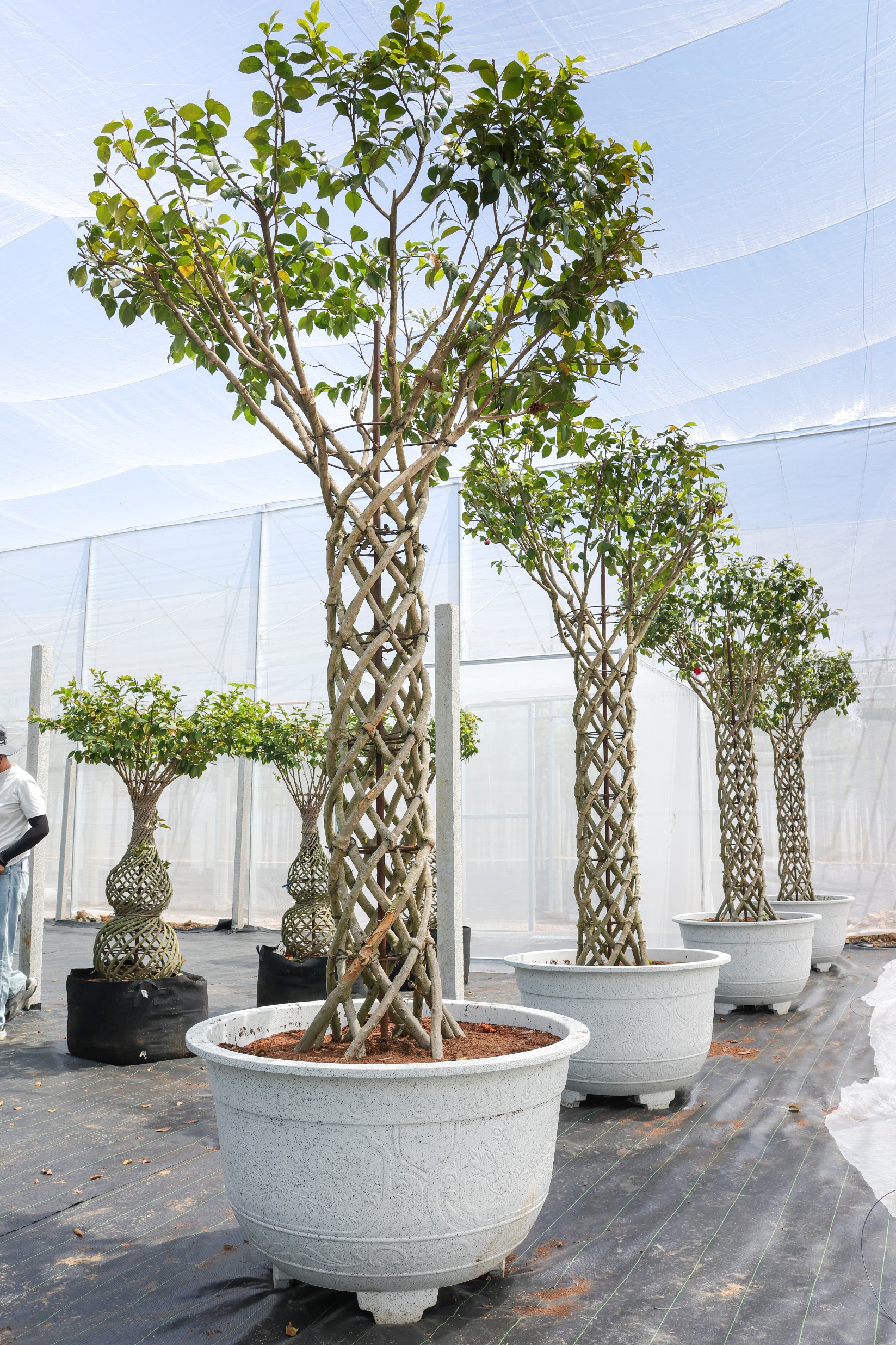 Camellia japonica 1