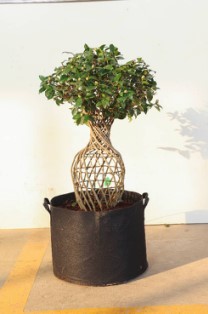 Camellia japonica 3