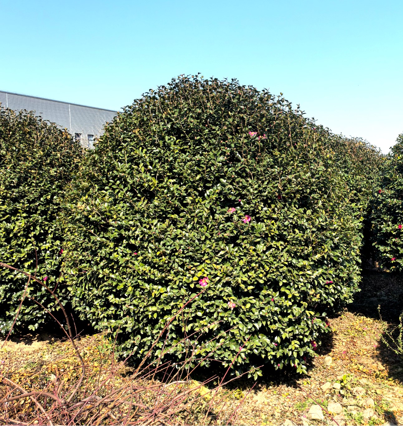Camellia sasanqua 1