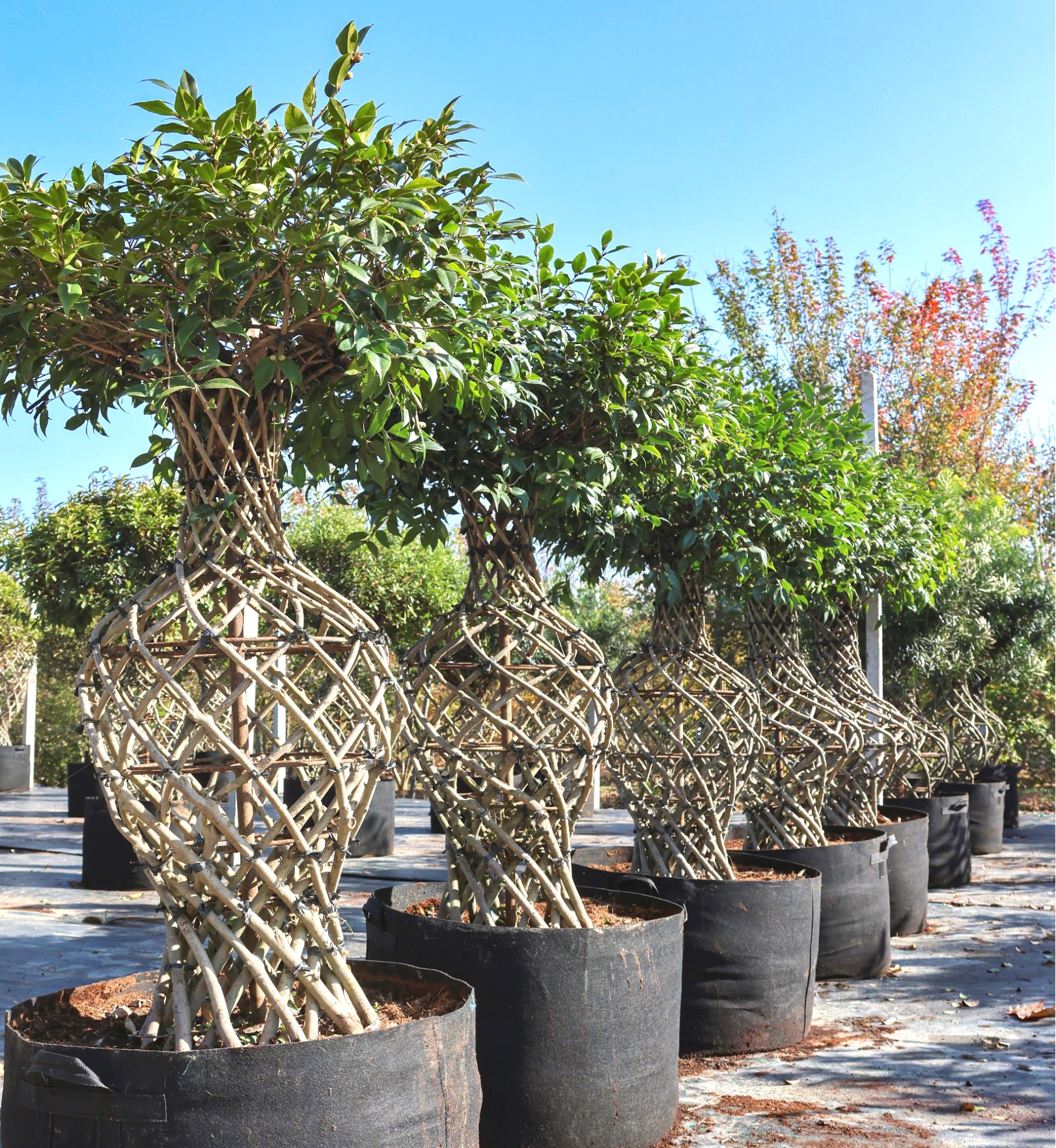 Camellia sasanqua 2