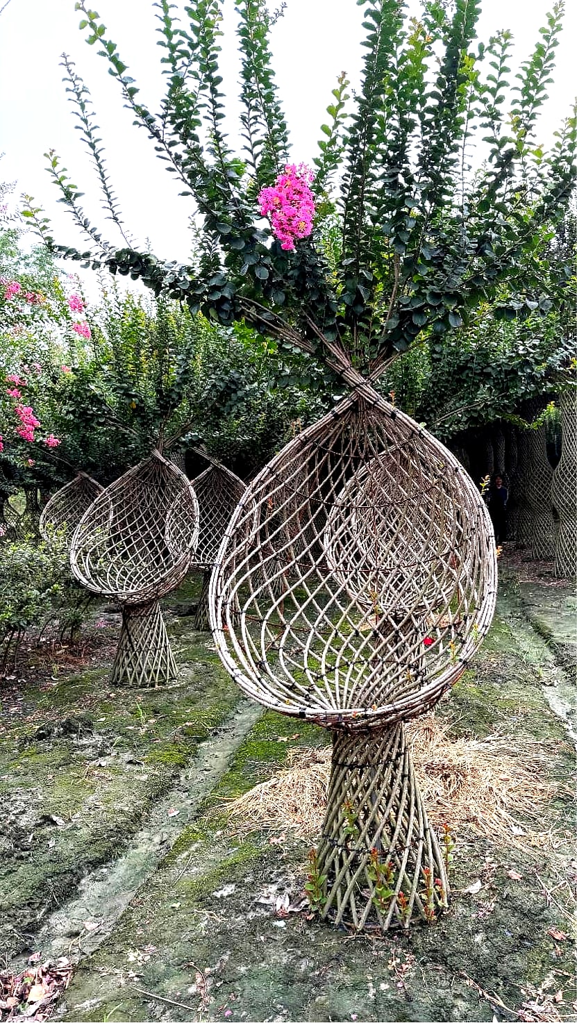 川红紫薇 3