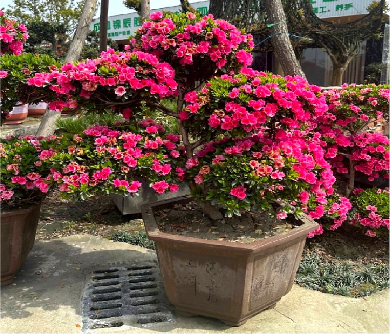 杜鹃