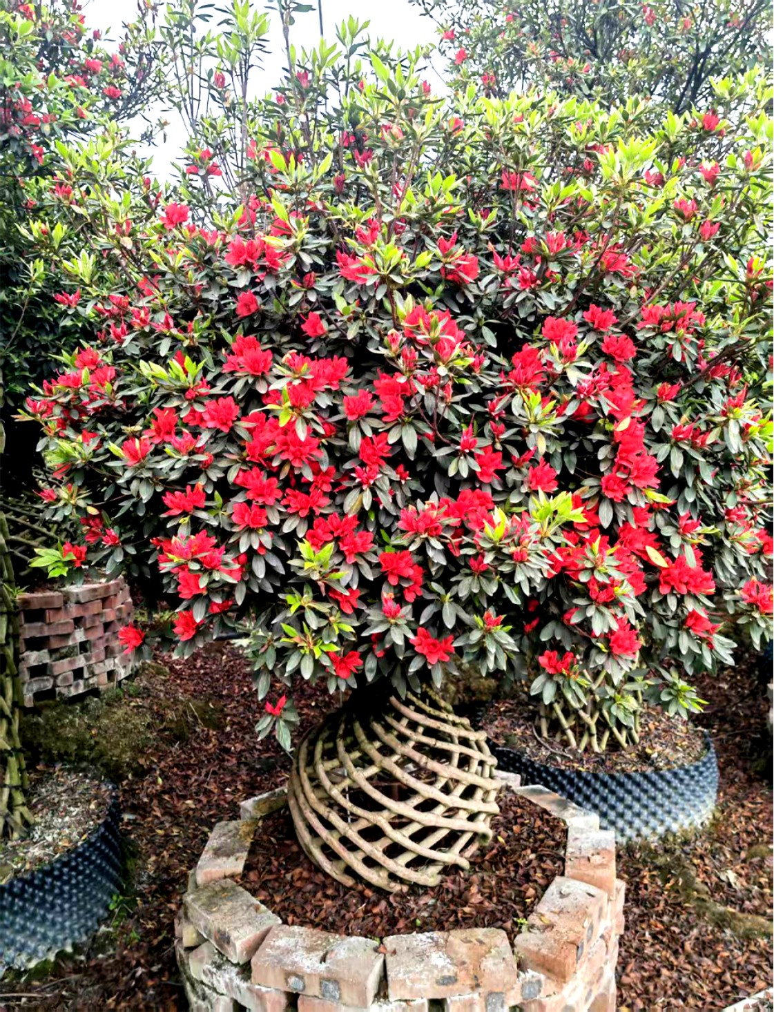 Rhododendron simsii 3