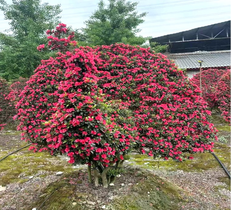 Rhododendron simsii 4