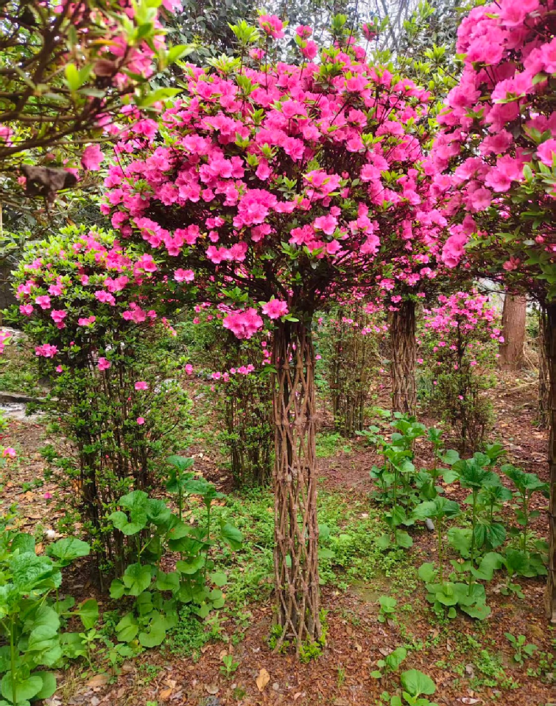 Rhododendron simsii 8