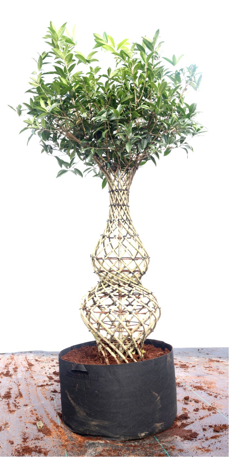 Osmanthus fragrans 1
