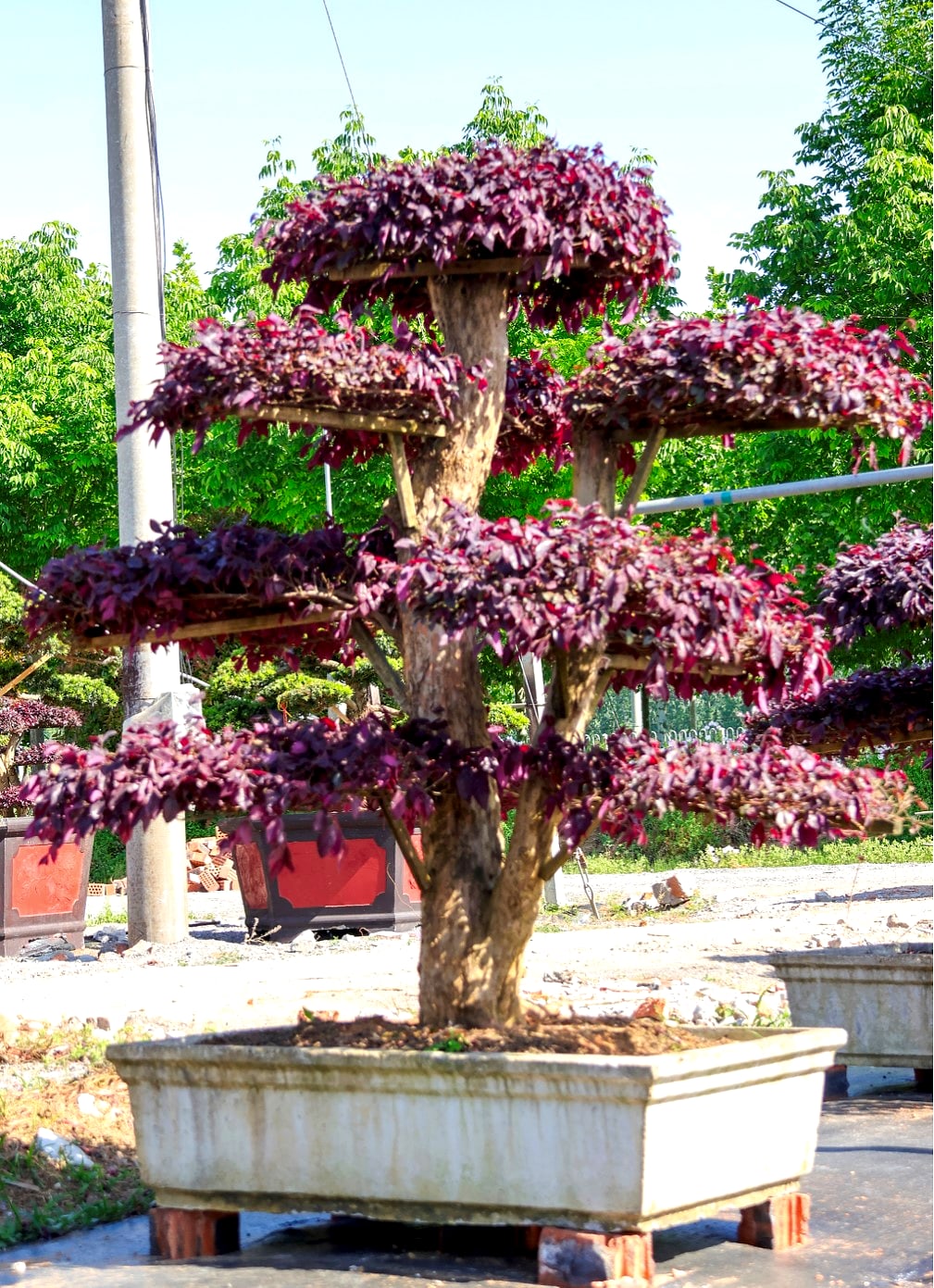红花檵木 2