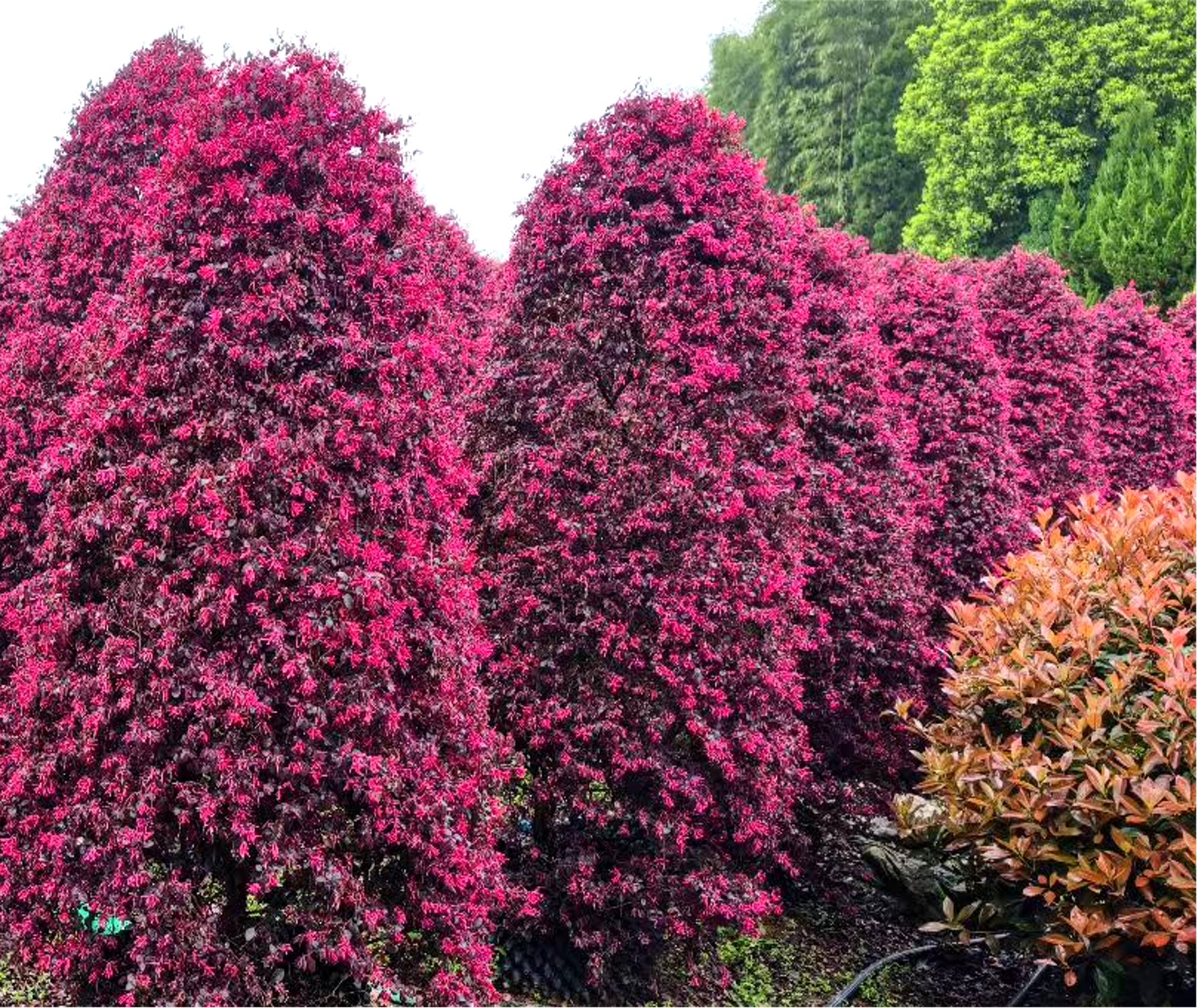 Loropetalum chinense var. rubrum (红花檵木)