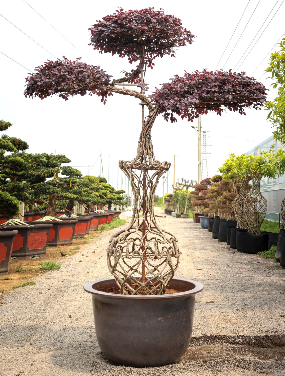 Loropetalum chinense var. rubrum 5