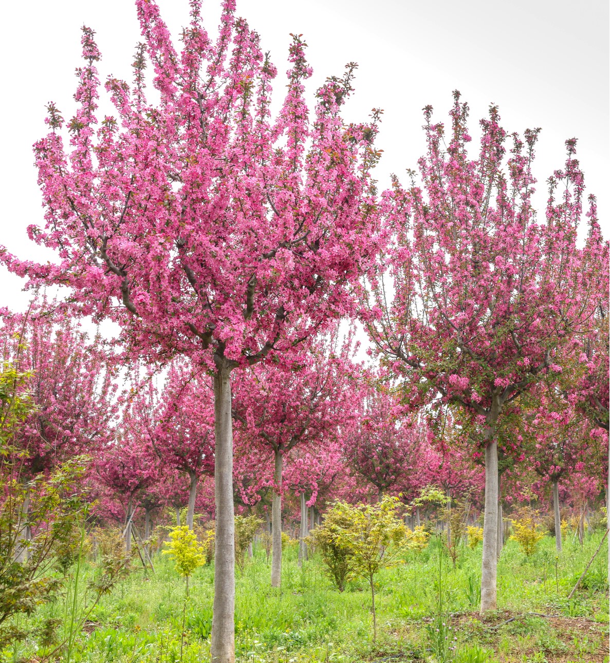 Malus 'Kelsey' (凯丽海棠)
