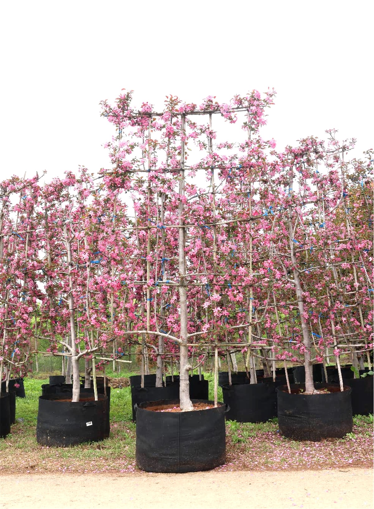 Malus 'Kelsey' 1
