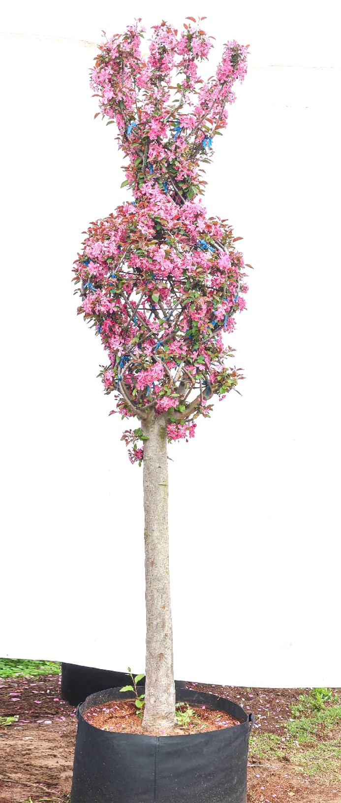 Malus 'Kelsey' 3