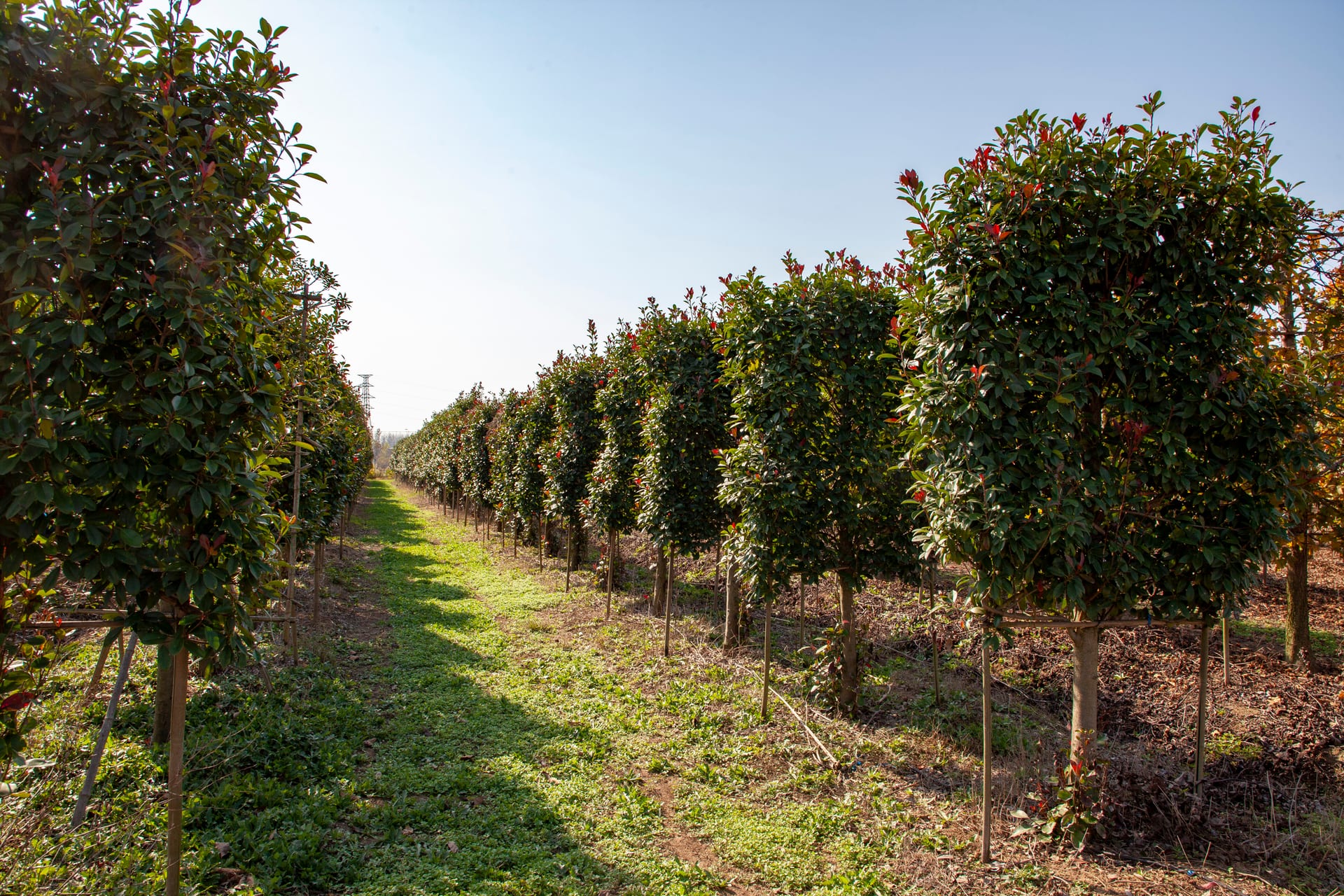 Photinia × fraseri (立面红叶石楠)