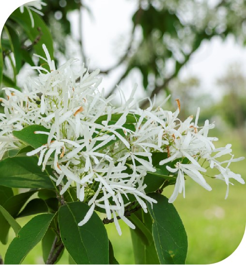 Chionanthus retusus 2
