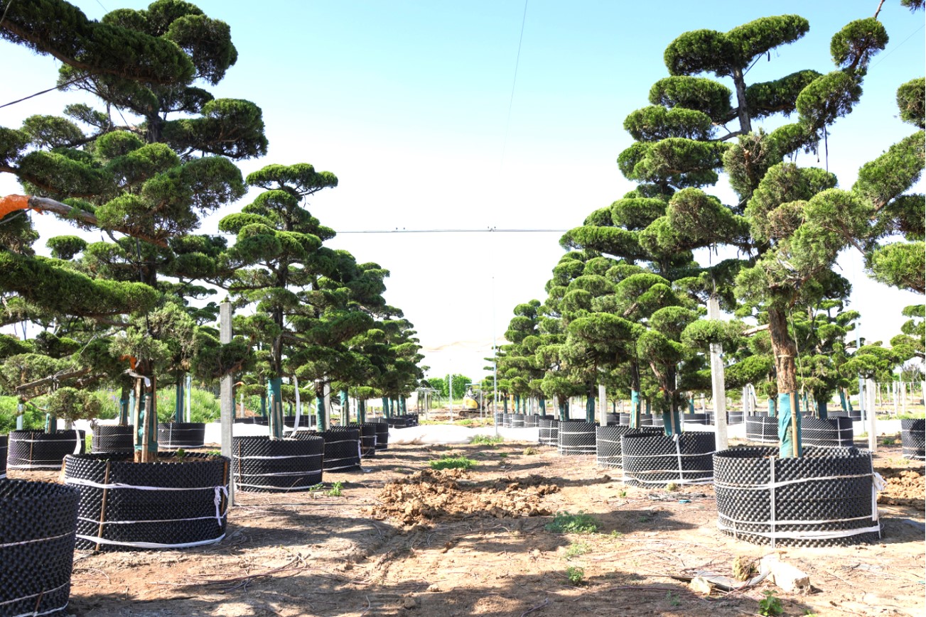 Juniperus chinensis 'Kaizuka' (龙柏)