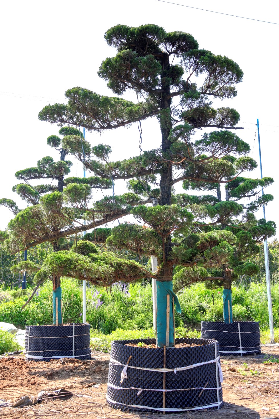 Juniperus chinensis 'Kaizuka' 1