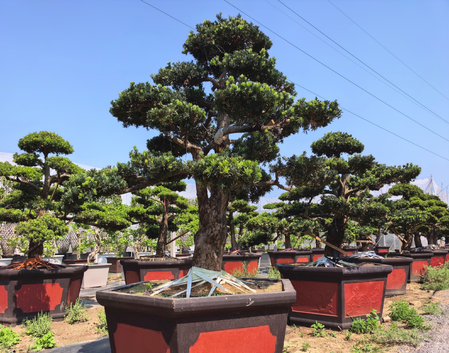 Podocarpus macrophyllus (罗汉松)