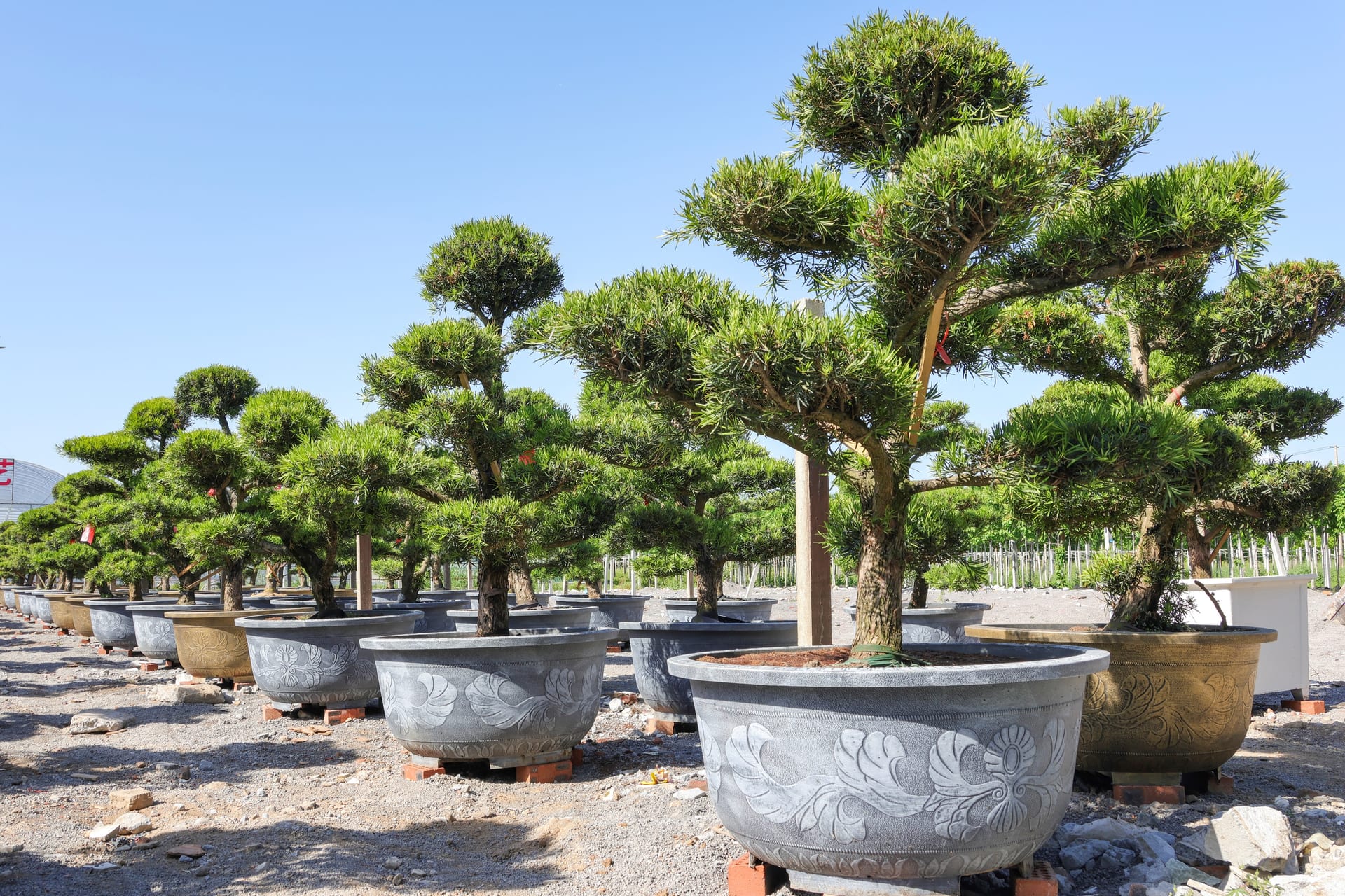 Podocarpus macrophyllus 2
