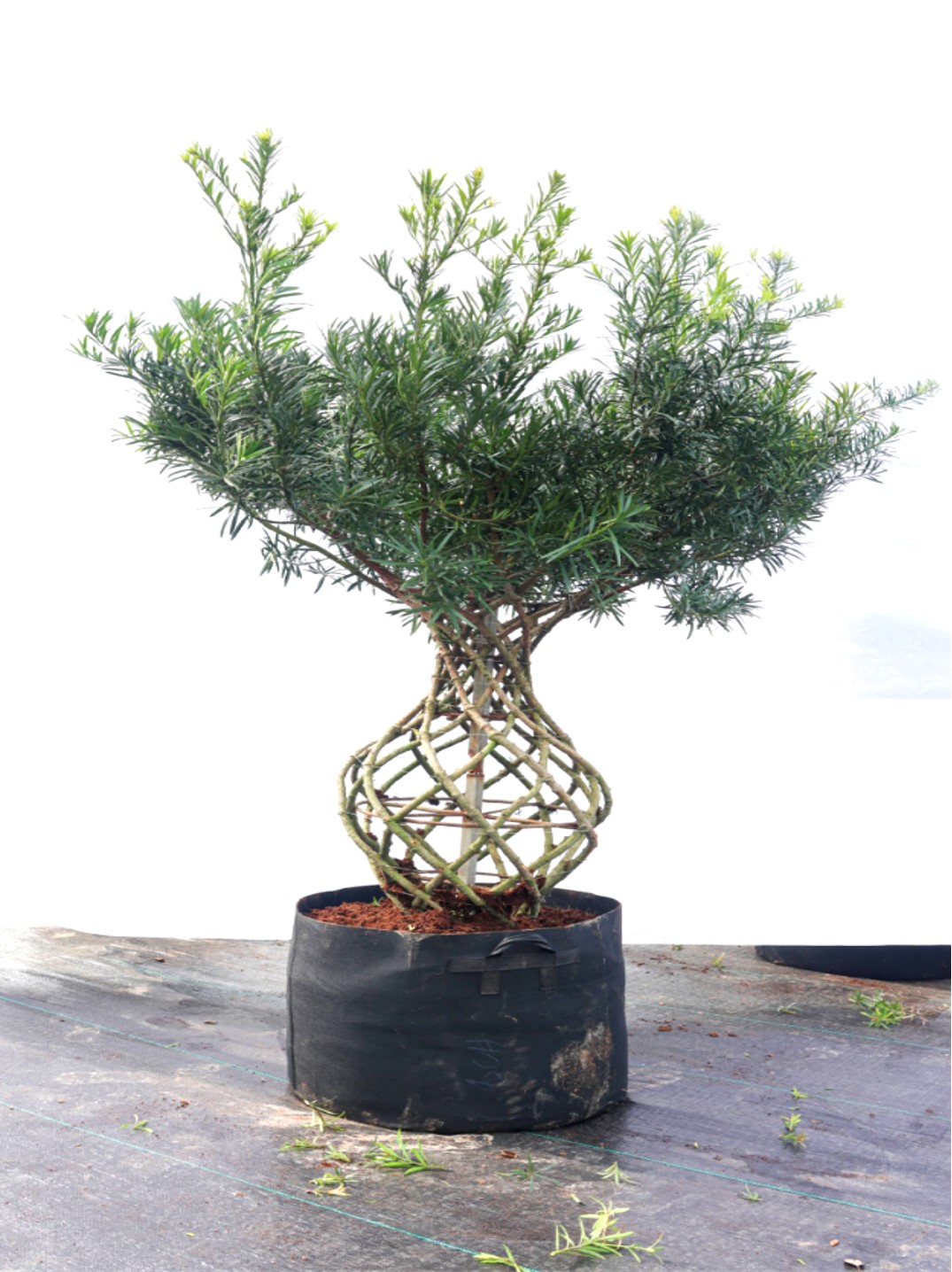 Podocarpus macrophyllus 3