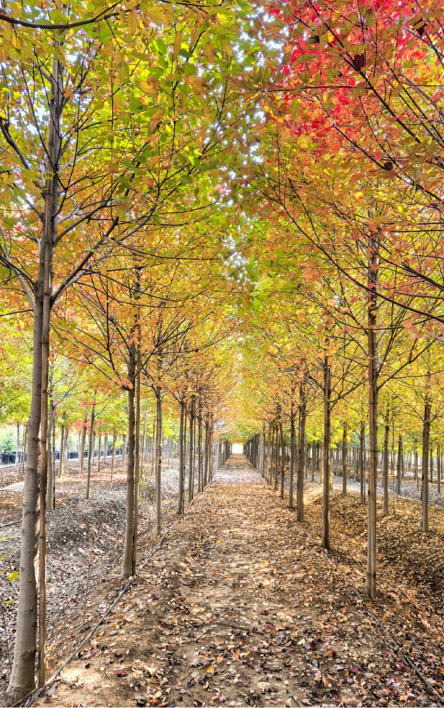 Acer rubrum (美国红枫)
