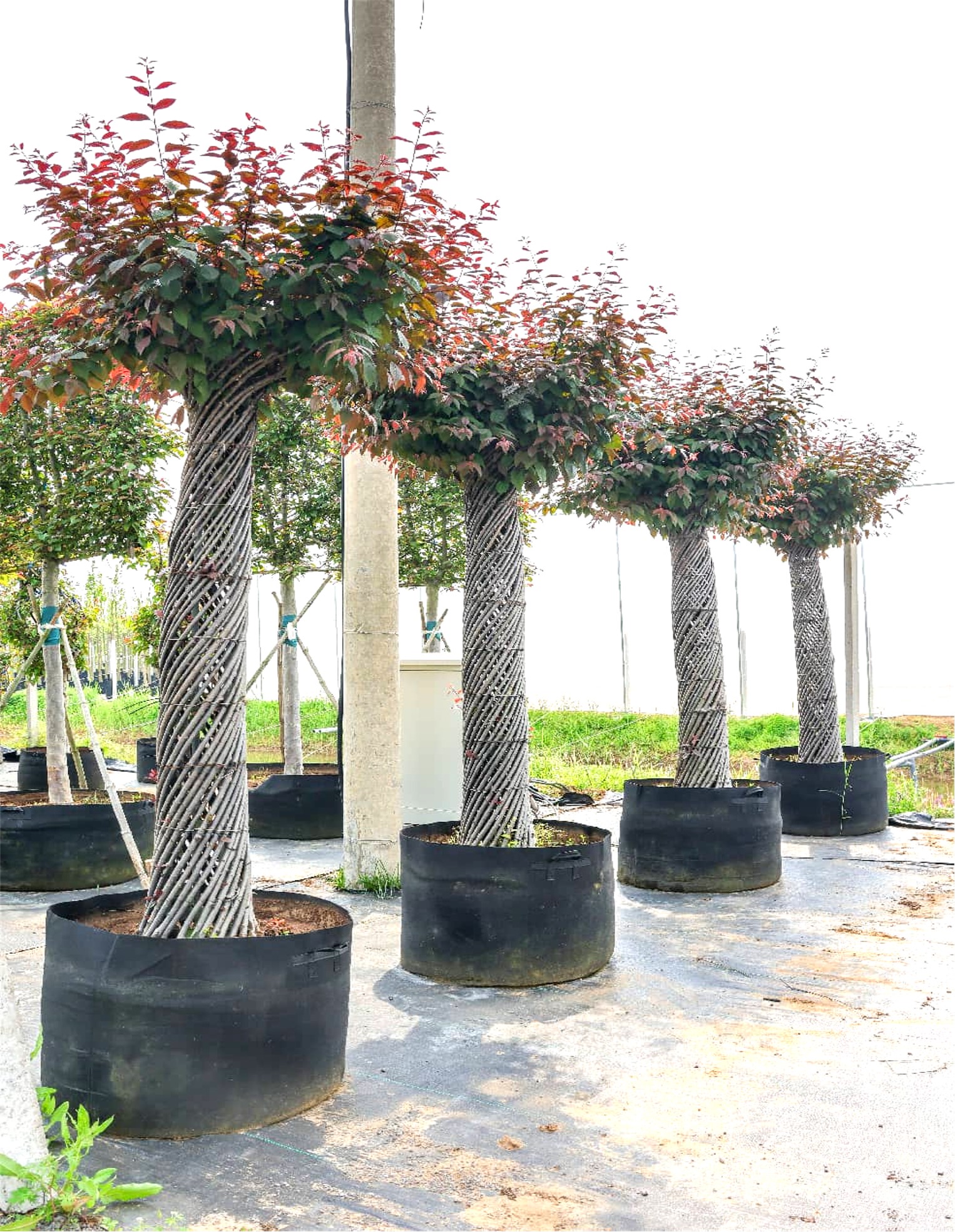 Prunus × blireana (美人梅)