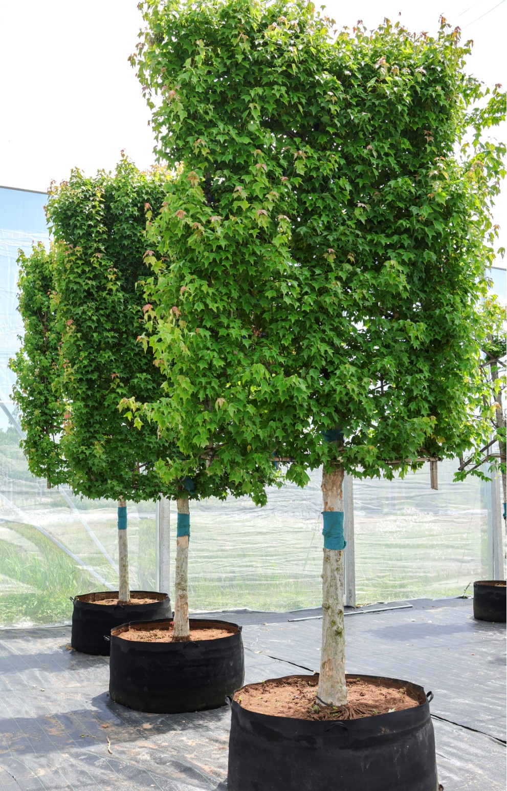 Acer buergerianum (三角枫)