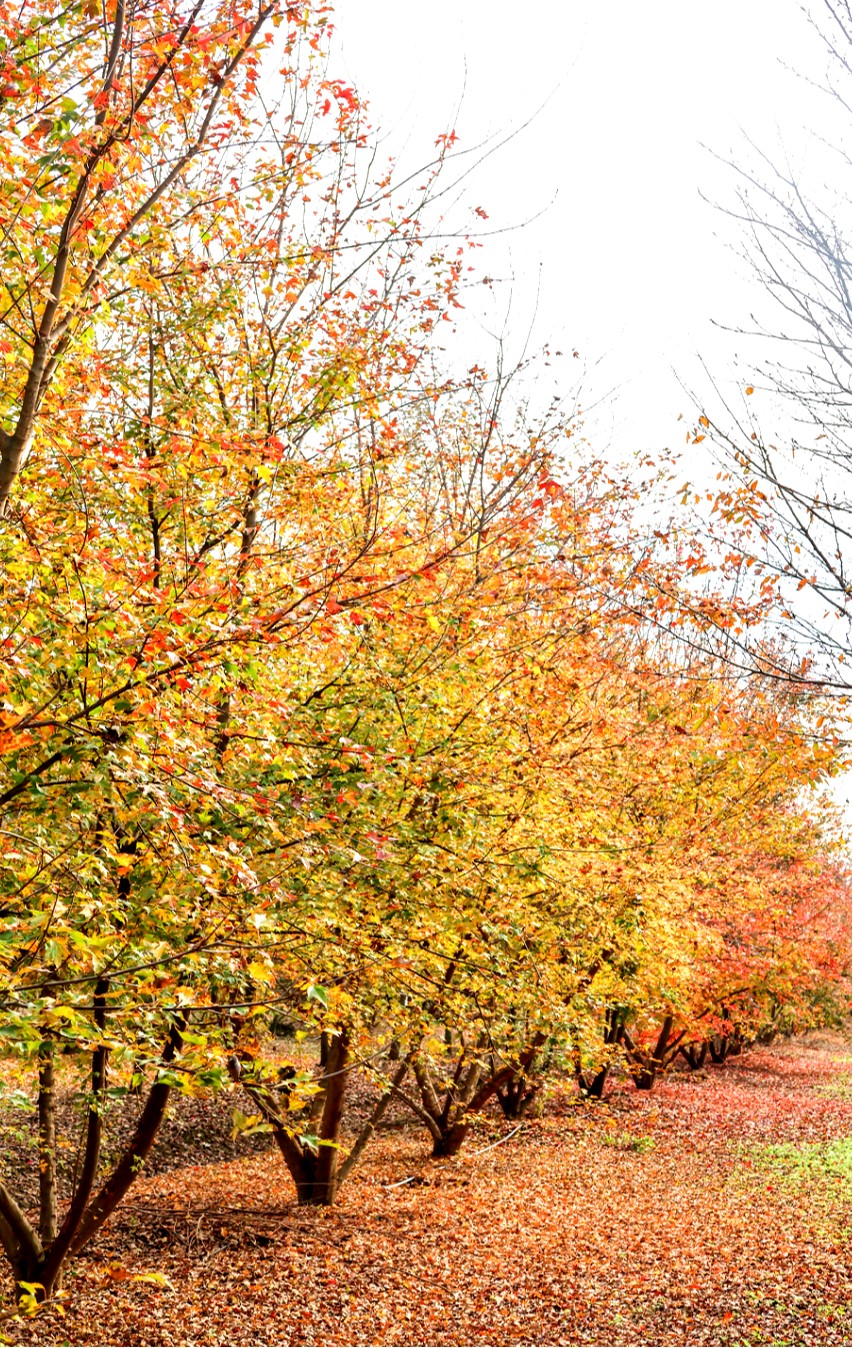 Acer buergerianum 1