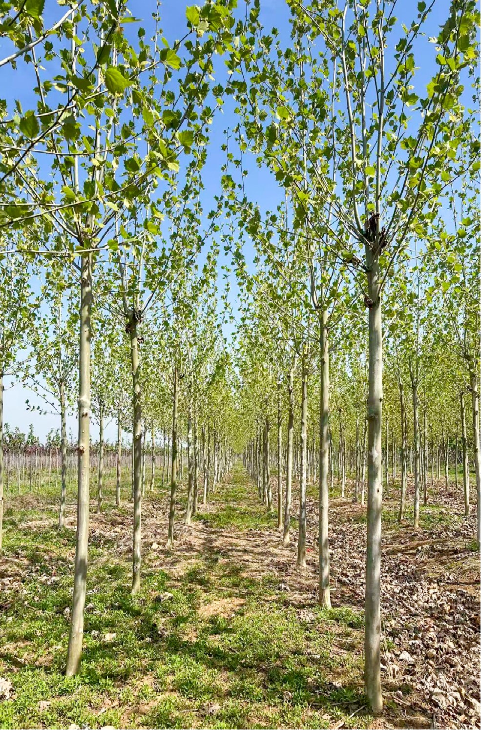 Platanus × acerifolia 1