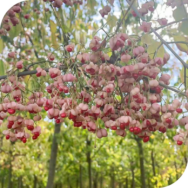 Euonymus maackii (丝棉木)