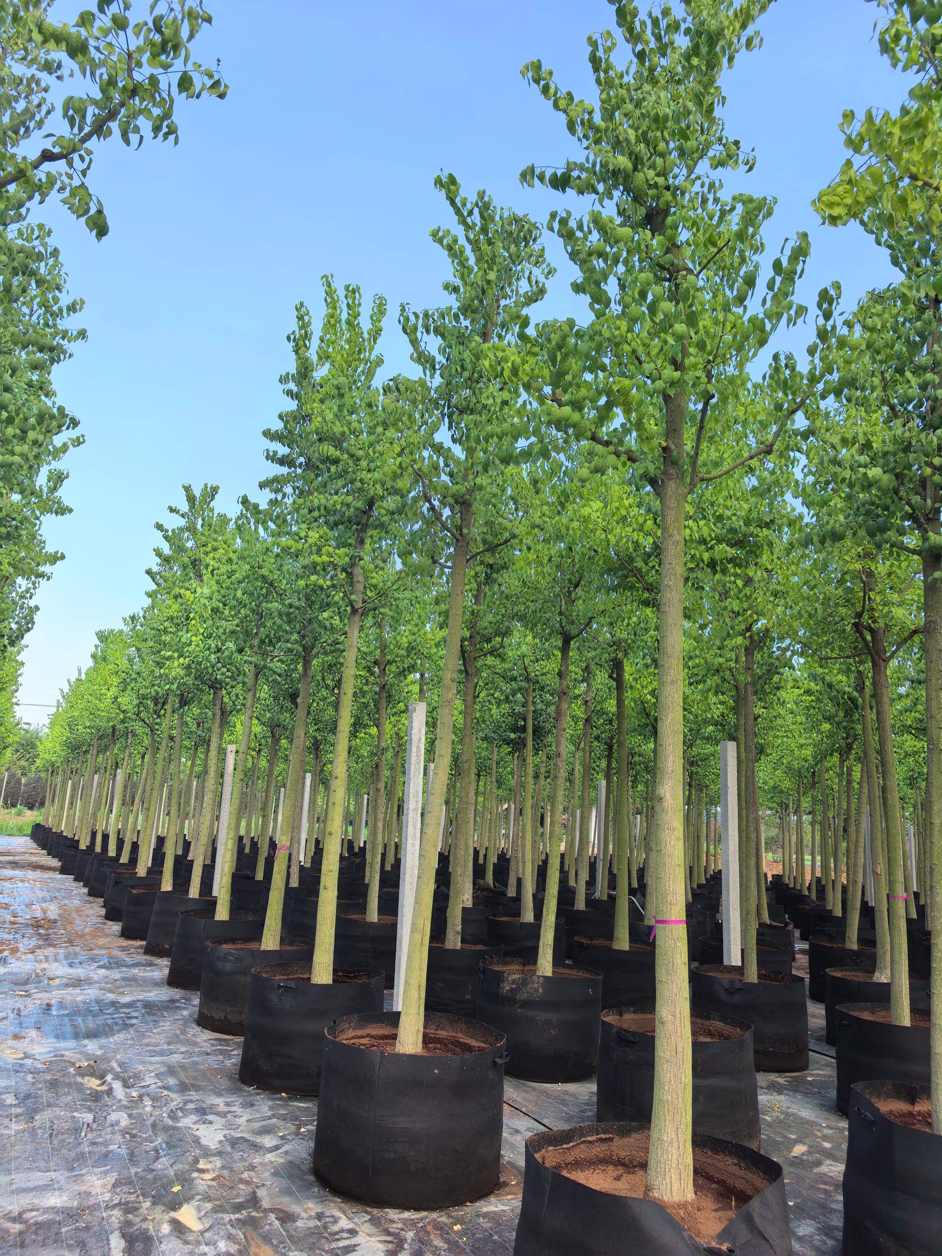 Euonymus maackii 1