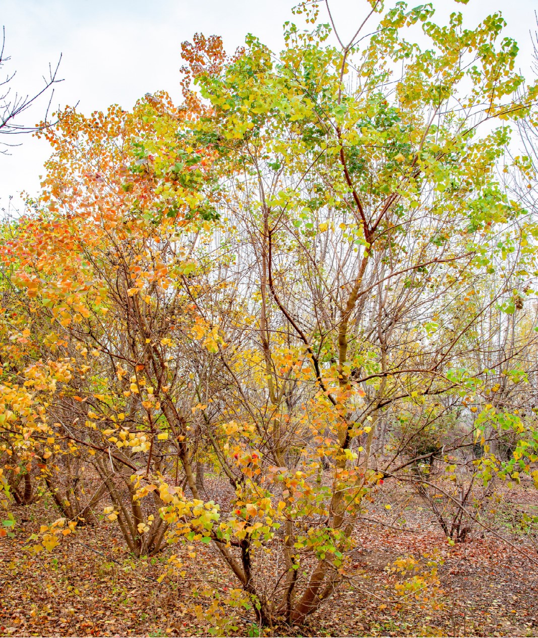 Triadica sebifera (乌桕)