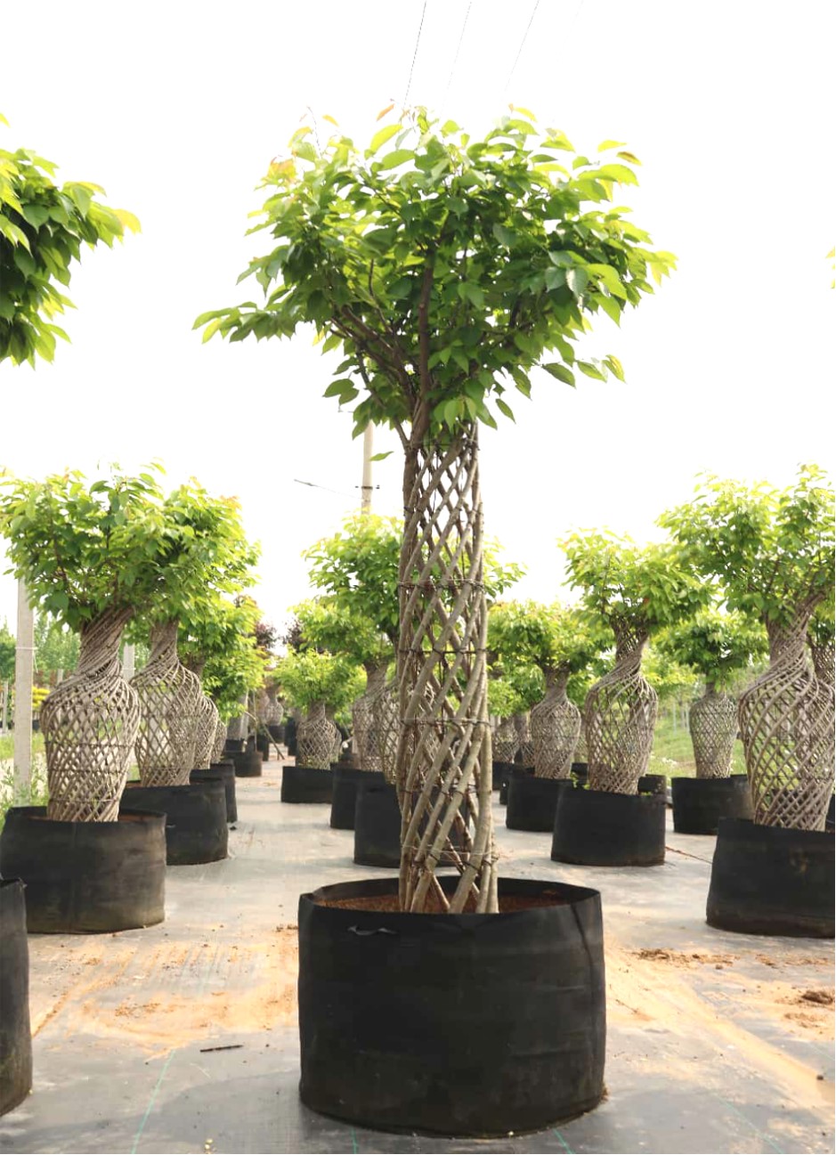 Prunus serrulata 1