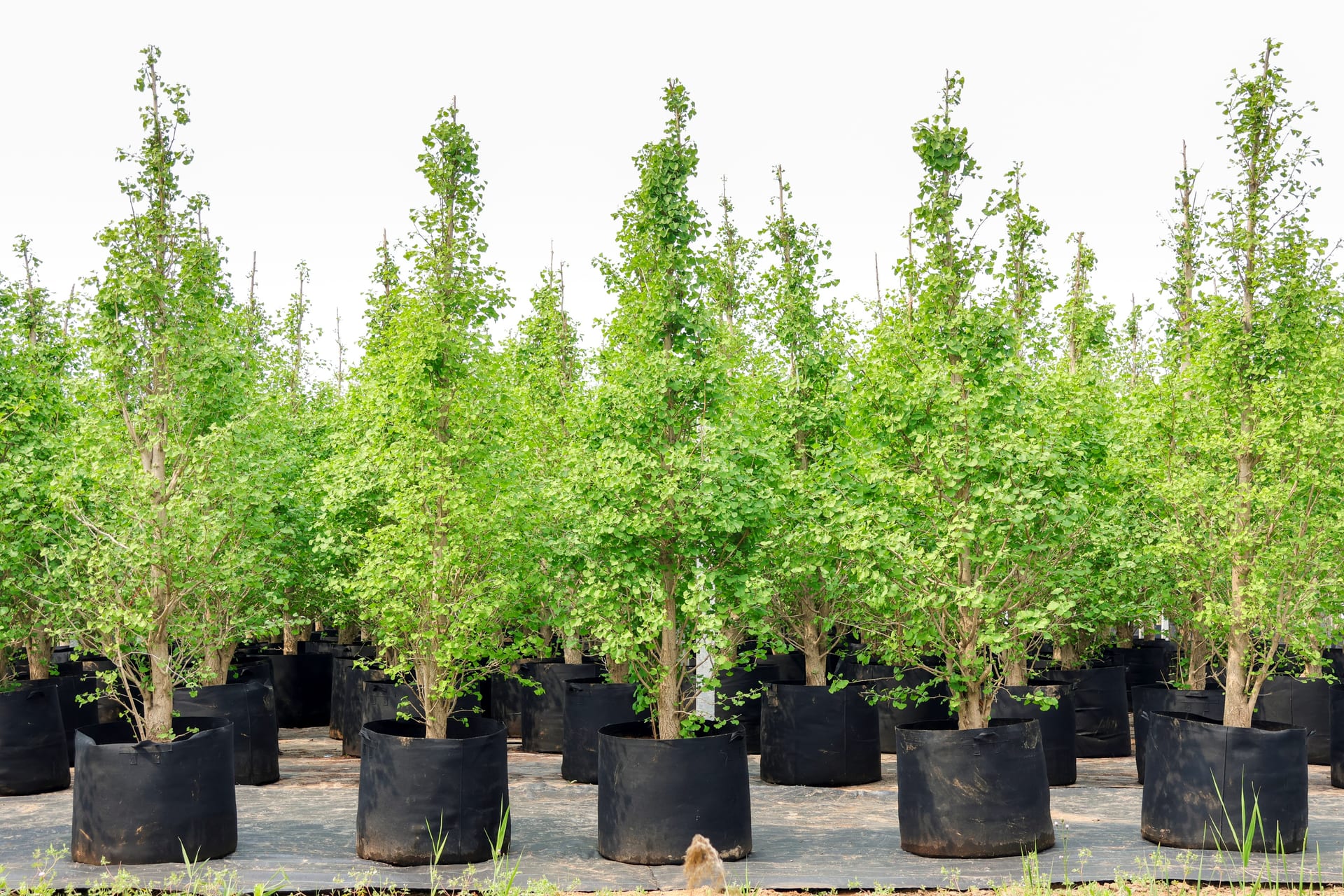 Ginkgo biloba 4