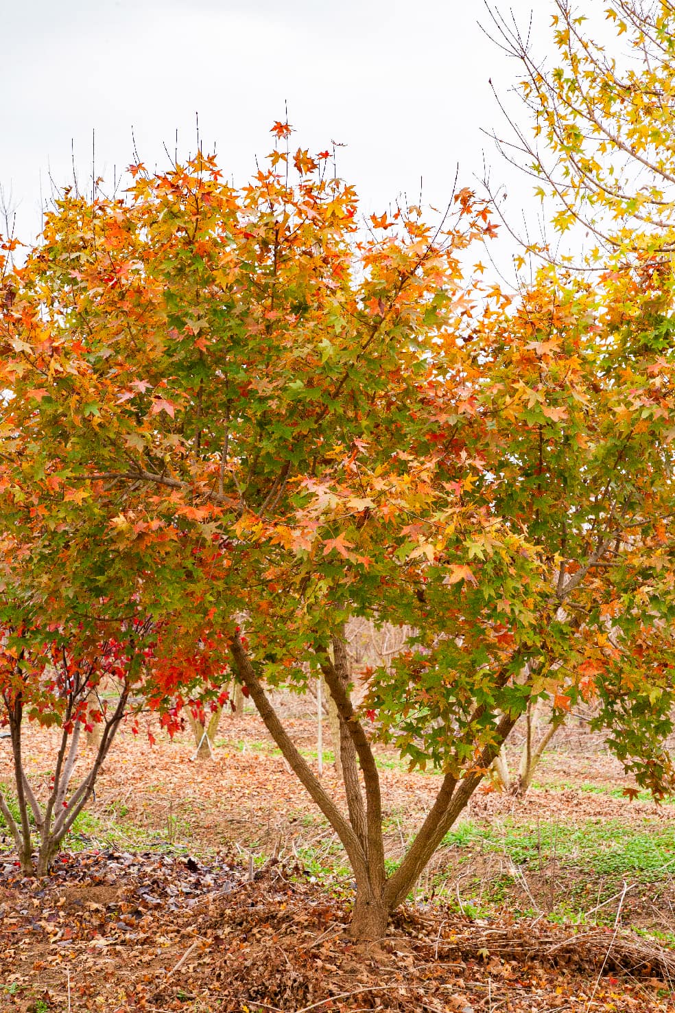 Acer truncatum (元宝枫)