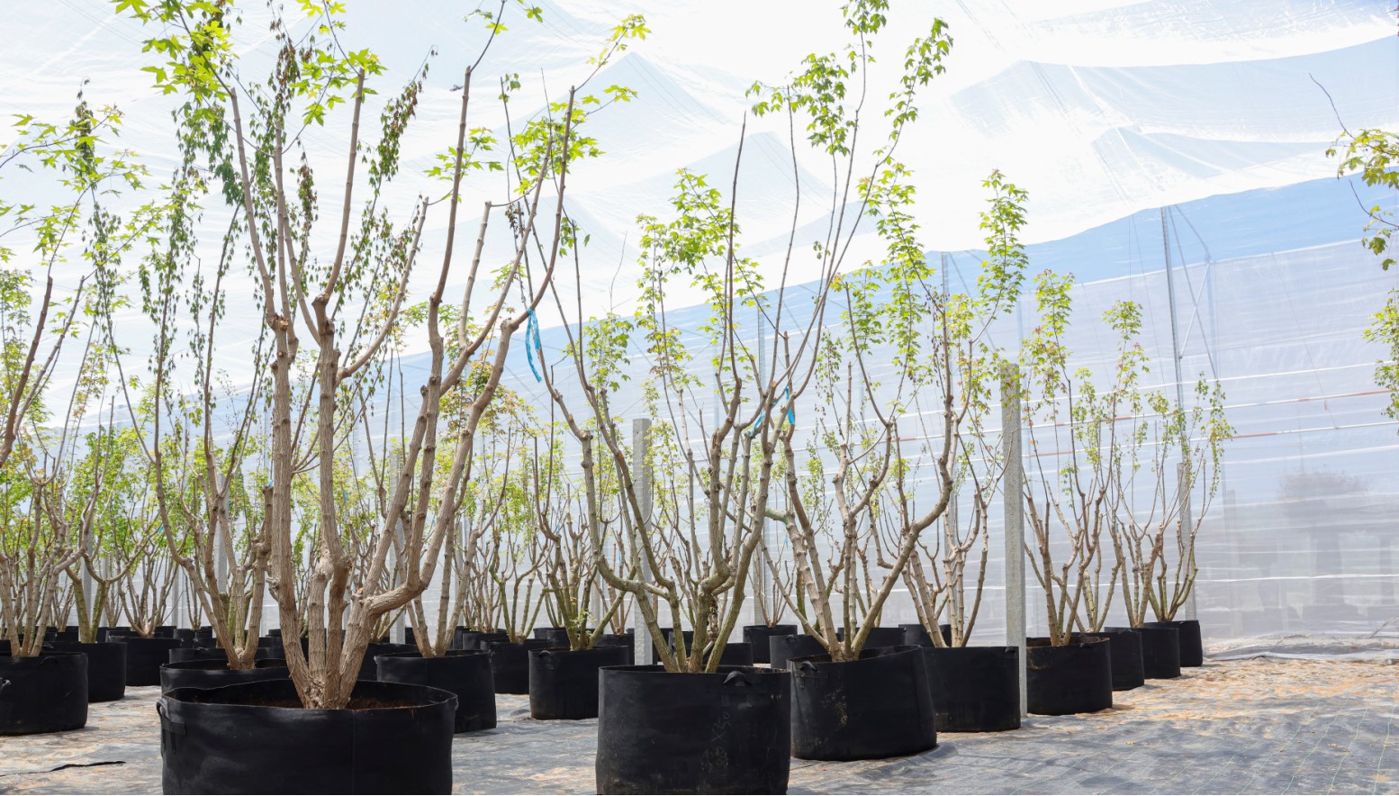 Acer truncatum 1