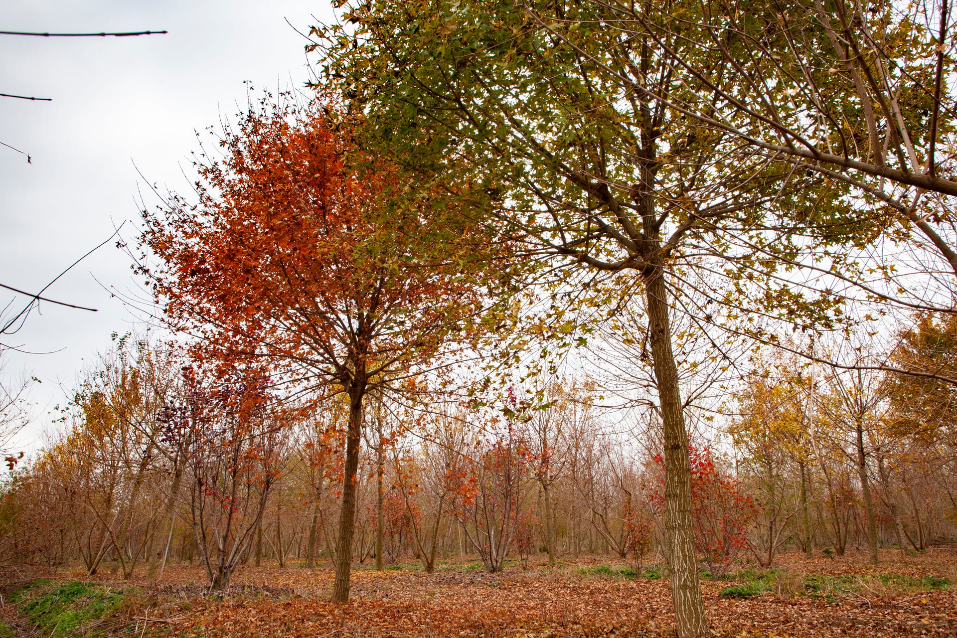 Acer truncatum 2