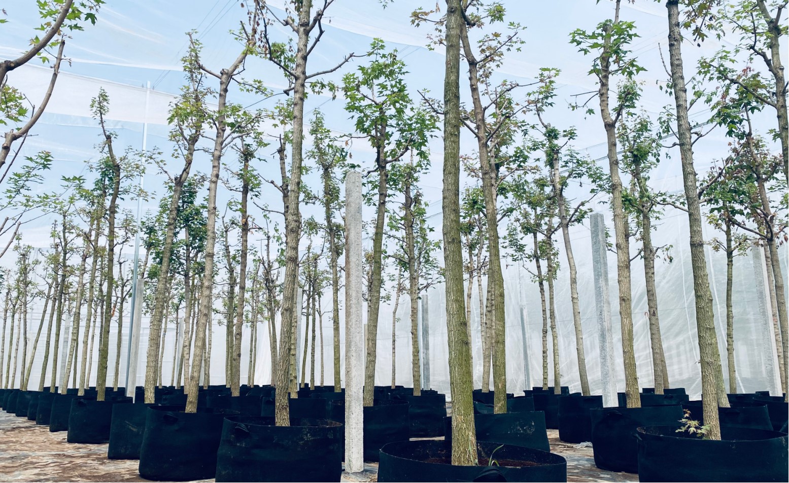 Acer truncatum 3