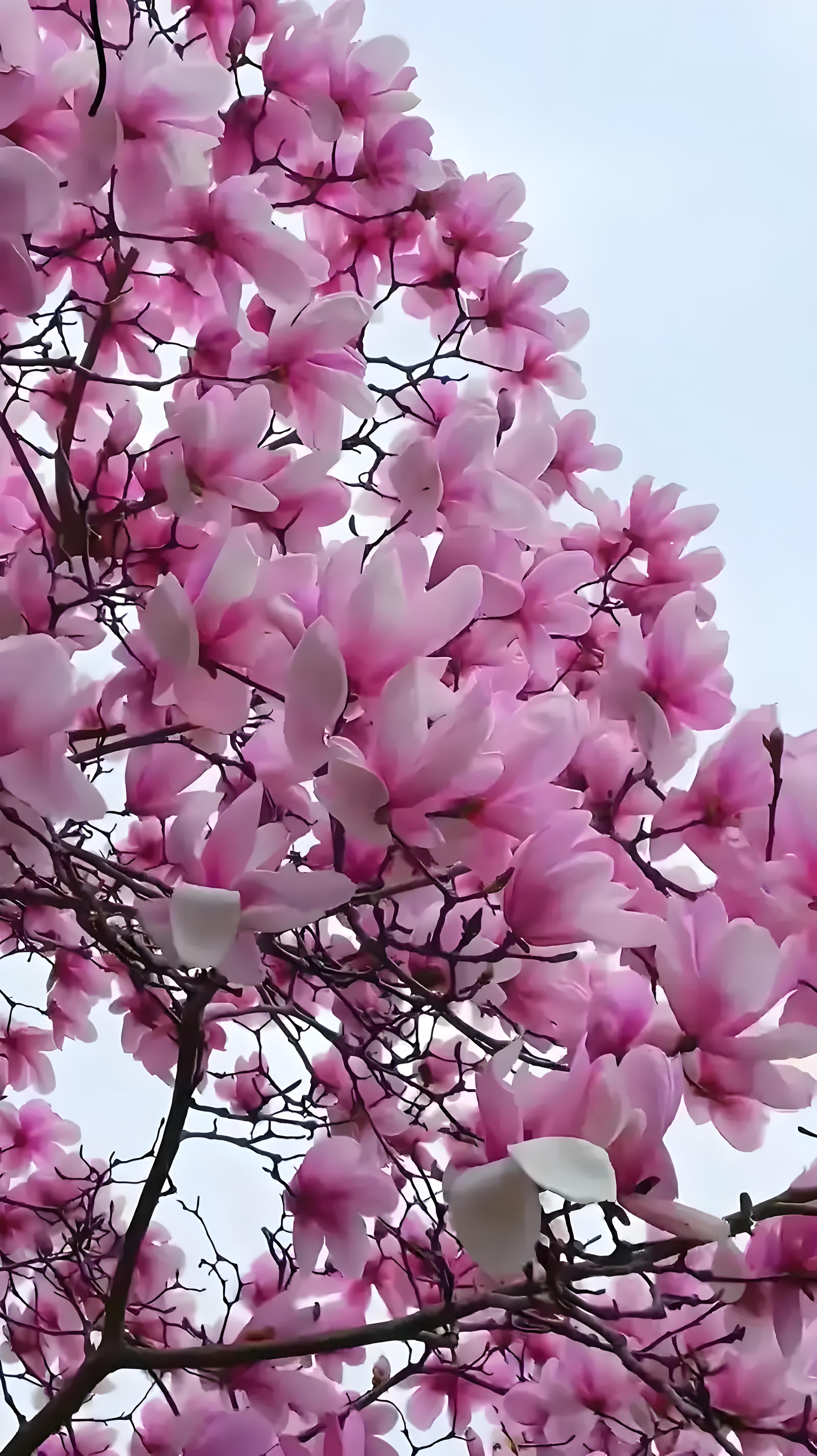 Magnolia denudata (玉兰)