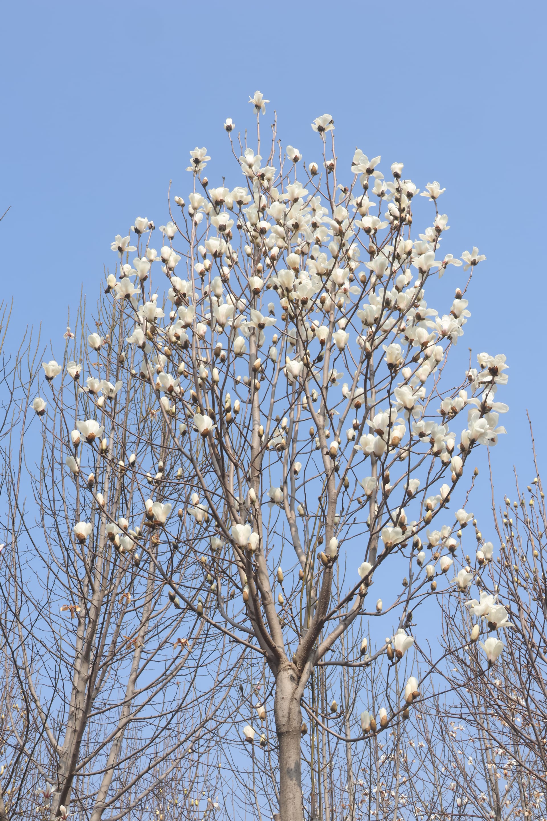 Magnolia denudata 2