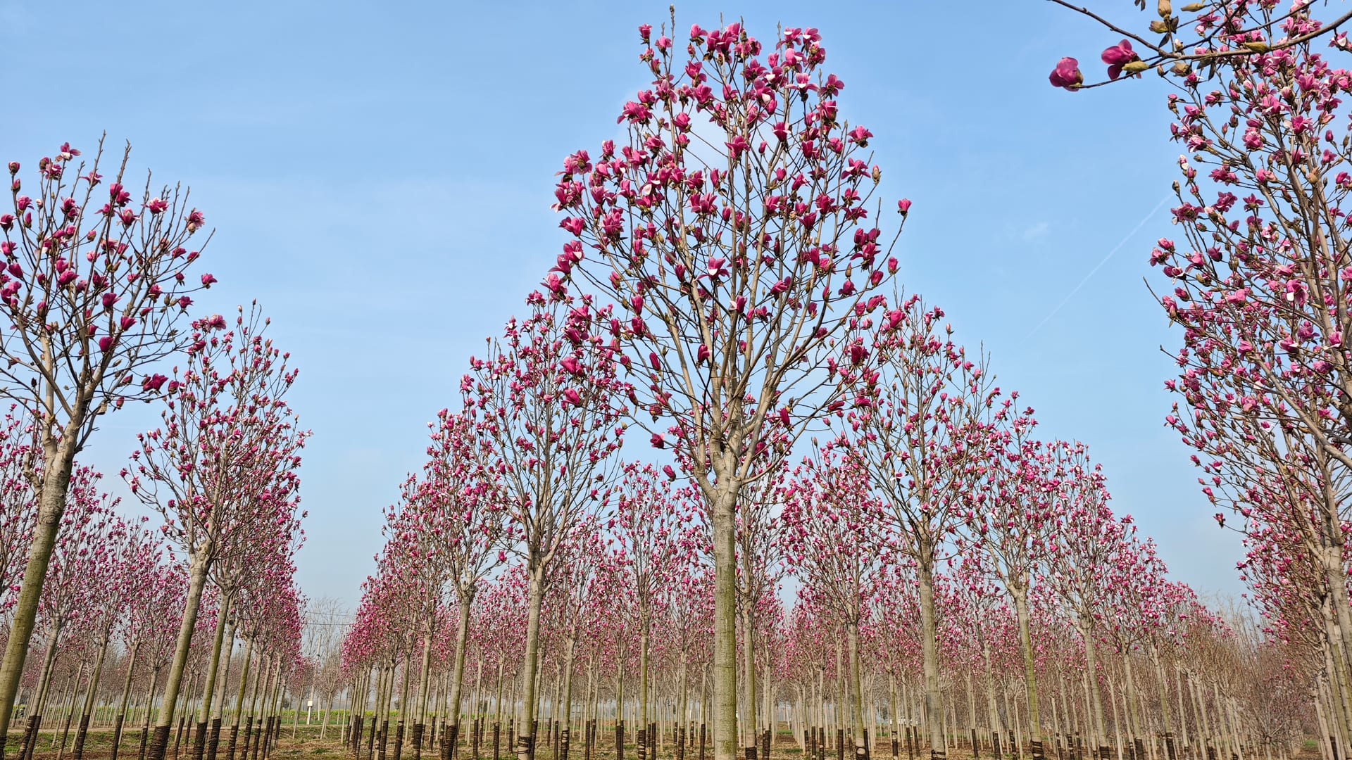 Magnolia denudata 3
