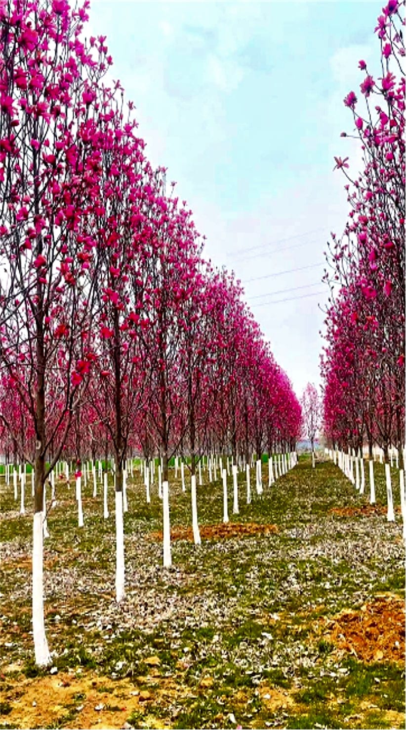 Magnolia denudata 4