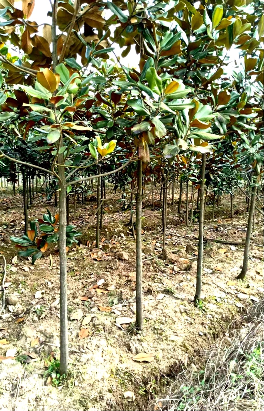 Magnolia denudata 5