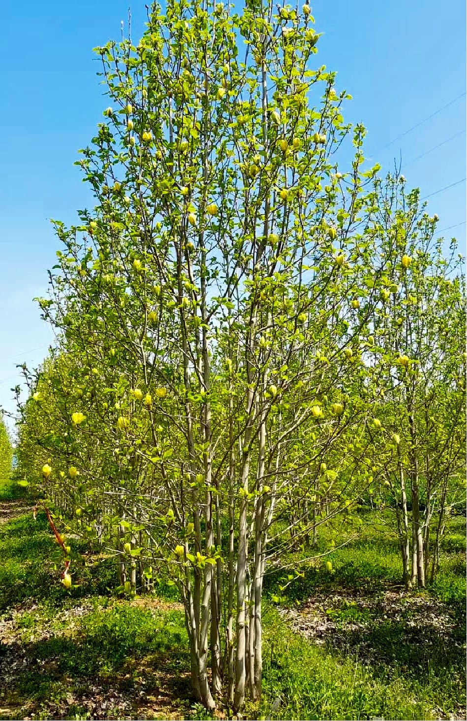 Magnolia denudata 7