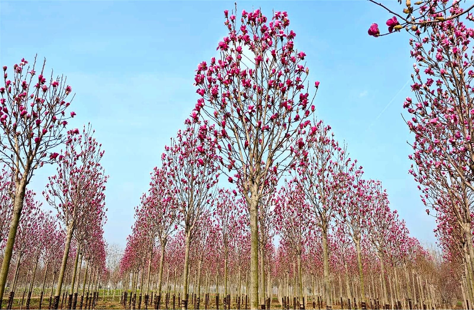 Magnolia denudata 8