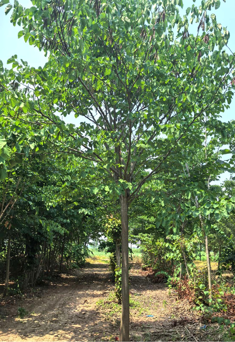 Cercis chinensis 2